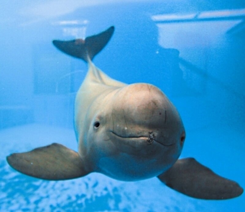 Beluga Whale Swimming — Blue, Calm, Photograph