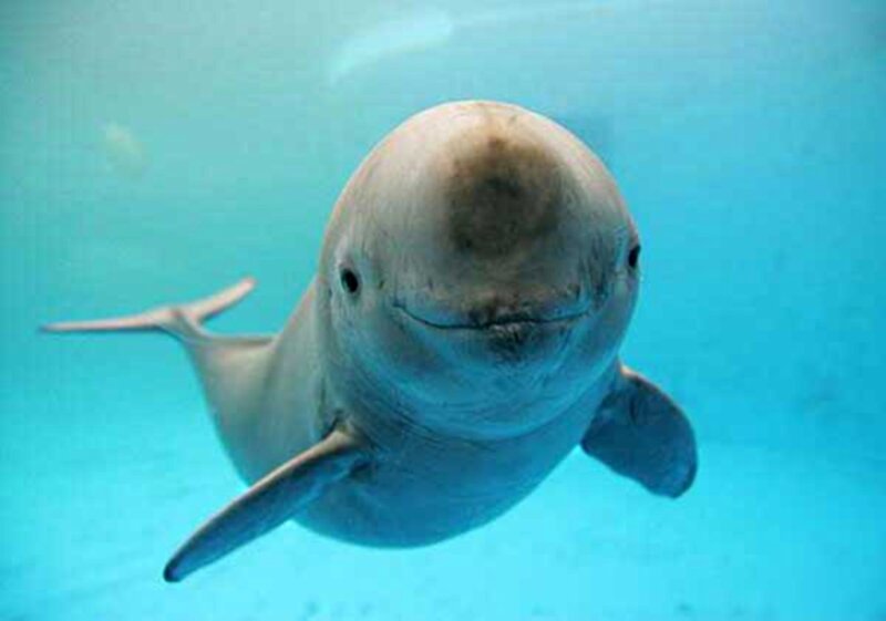 Beluga Whale Swimming — Blue, Calm
