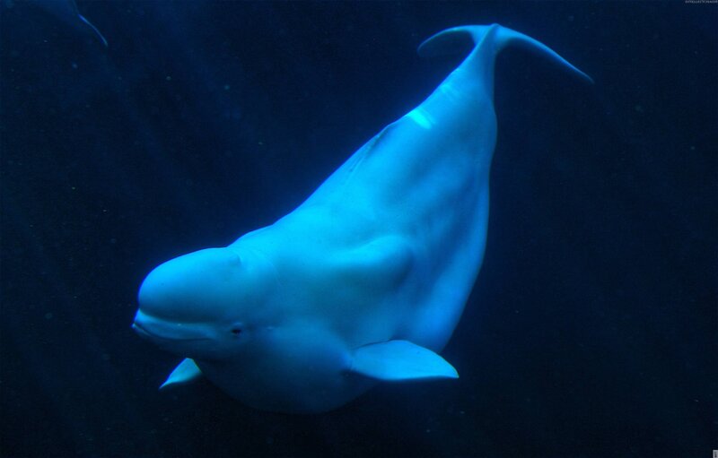 Beluga Whale Swimming — Blue, Serene, Night