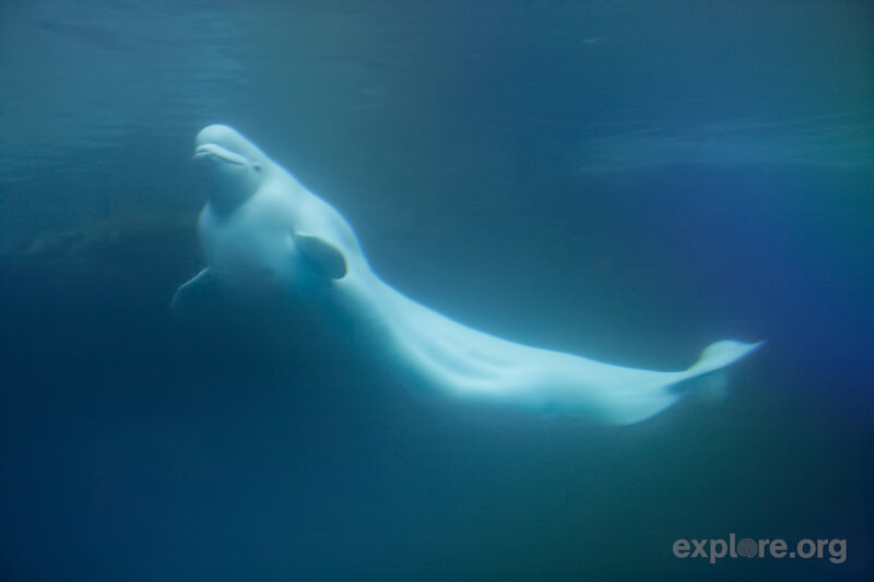Beluga Whale Swimming — Blue, Serene