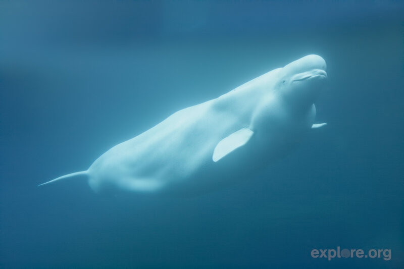 Beluga Whale Swimming — Blue