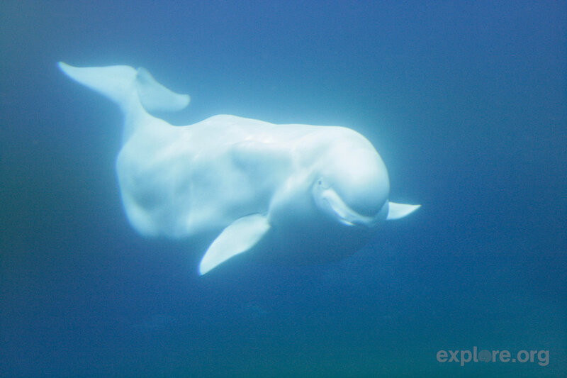 Beluga Whale Swimming