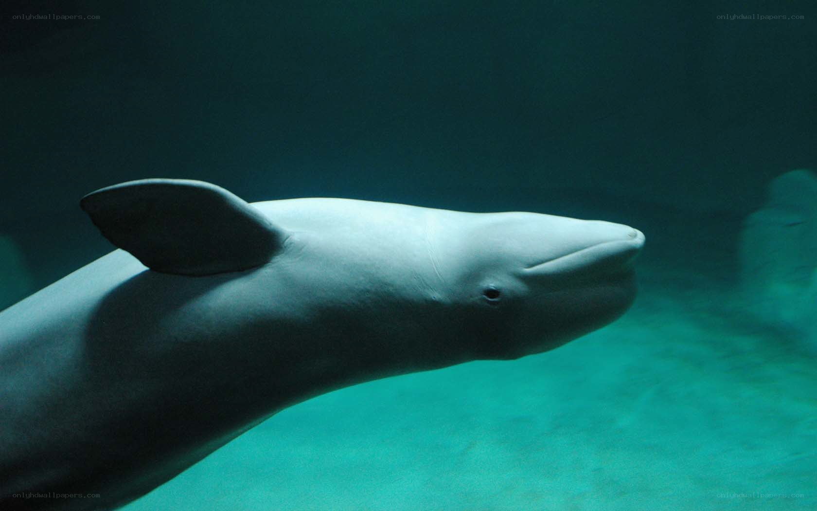 Beluga whale swimming underwater