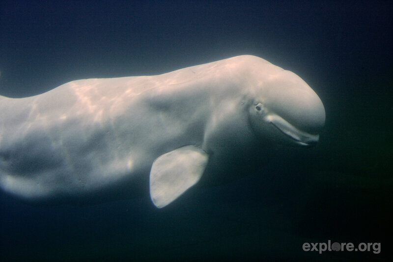 Beluga Whale Swimming — White, Serene
