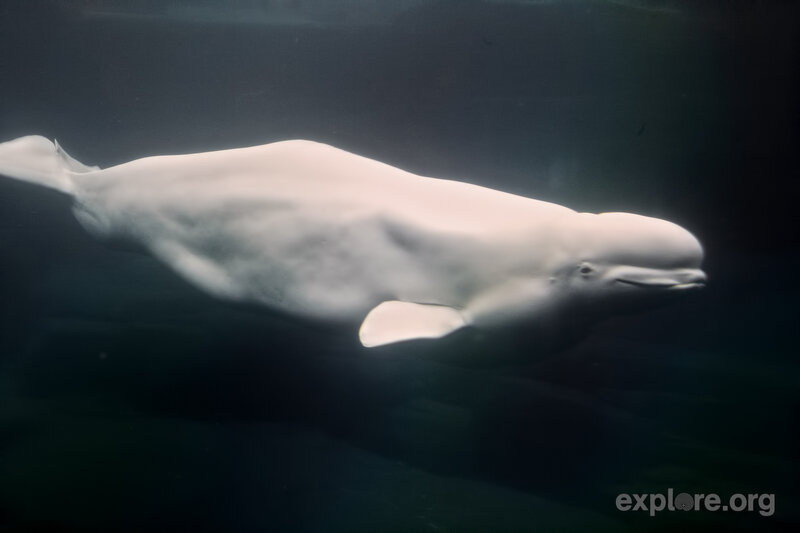 Beluga Whale Swimming — White