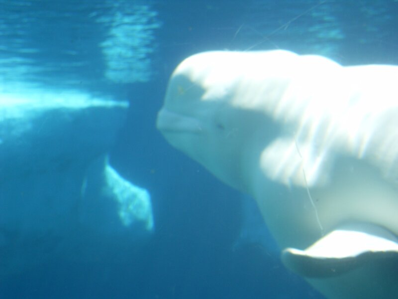 Beluga whale underwater