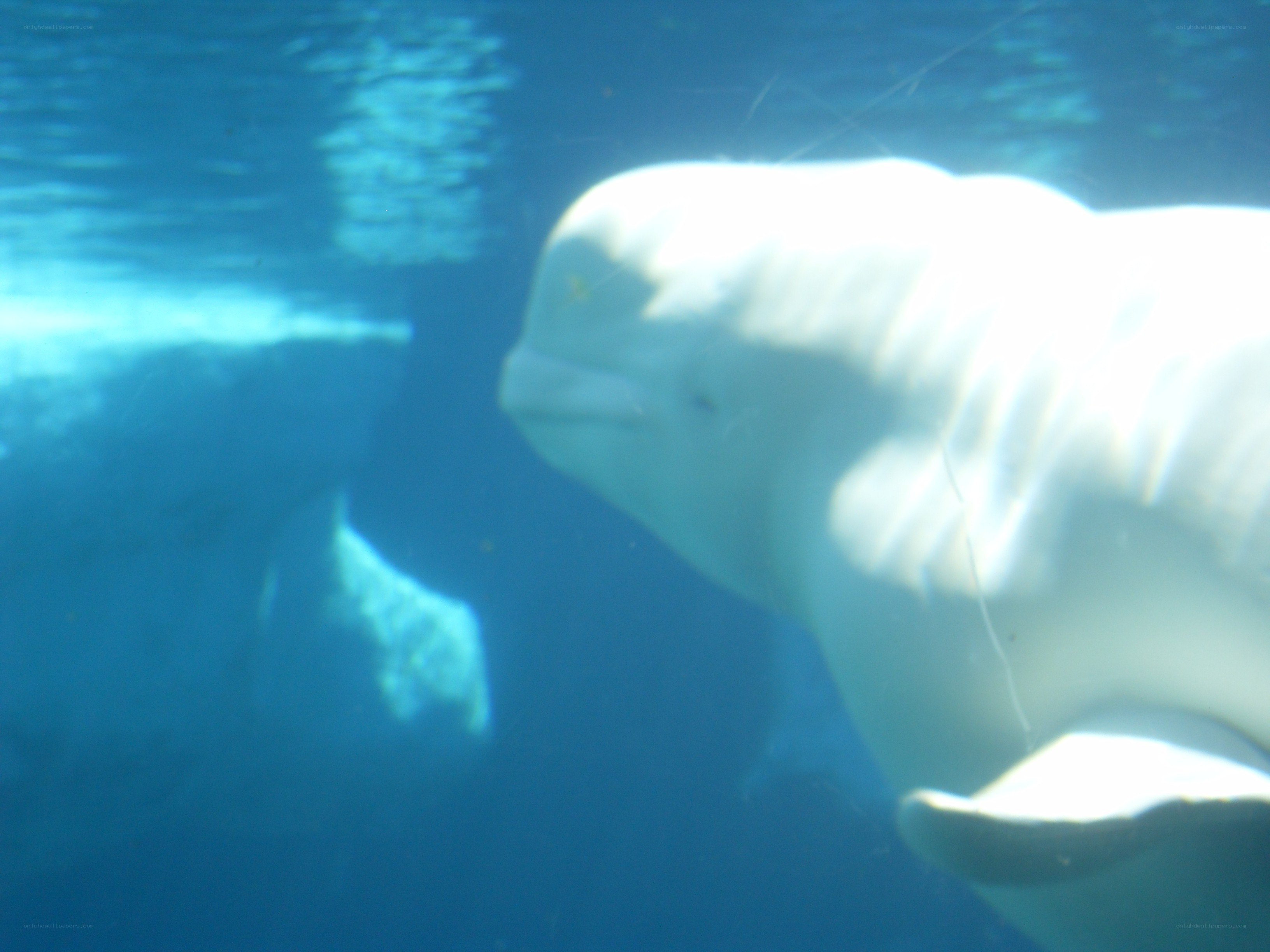 Beluga whale underwater