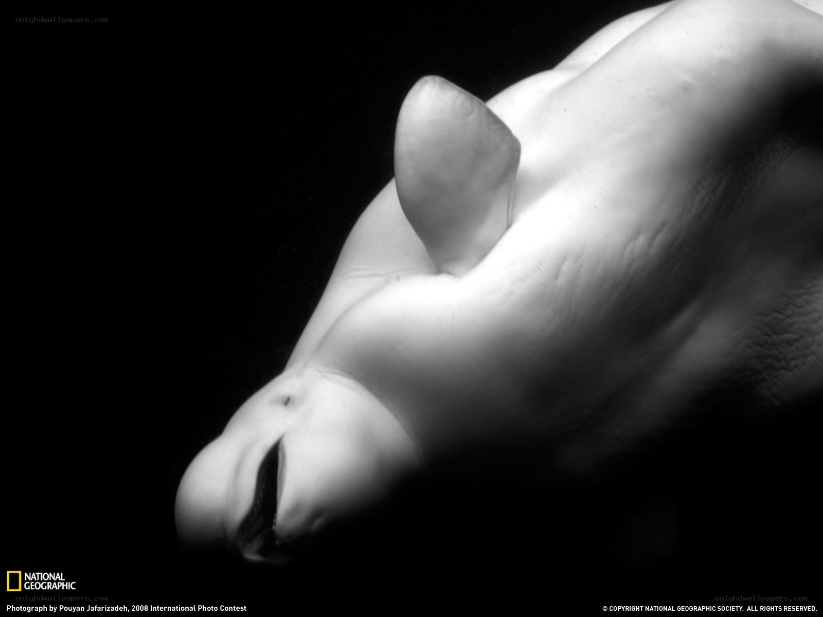 Beluga whale underwater
