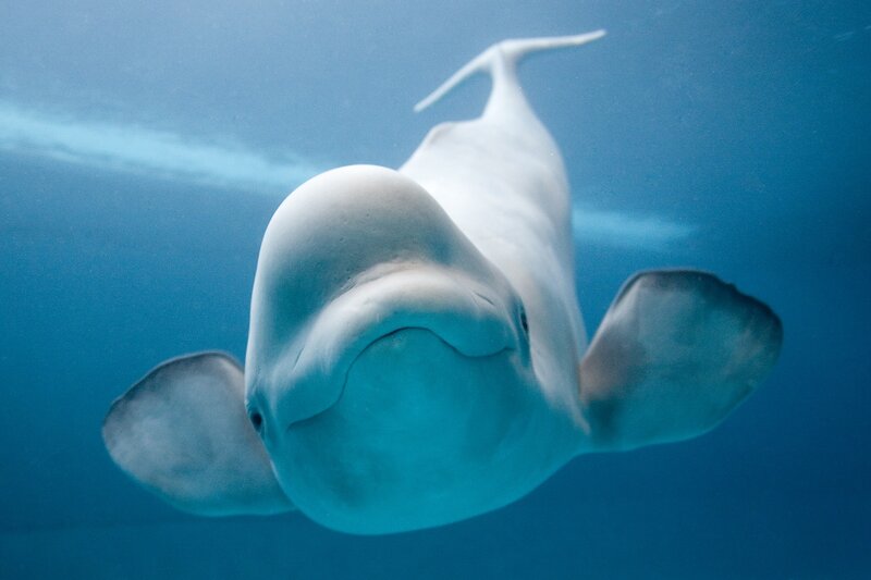 beluga whale underwater