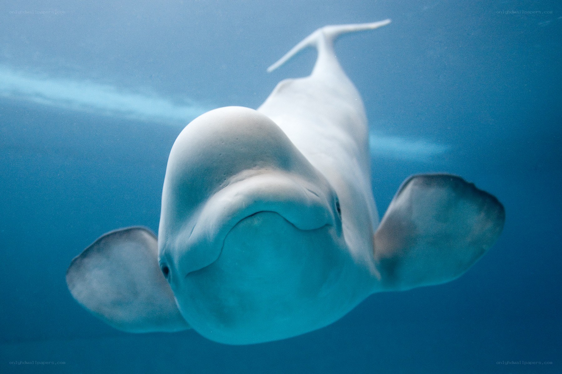 beluga whale underwater