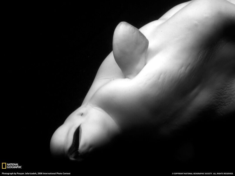 Beluga Whale Underwater — Black