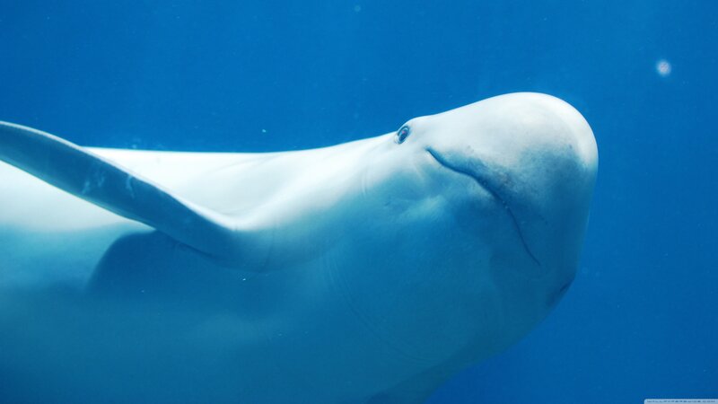 Beluga Whale Underwater — Blue, Serene