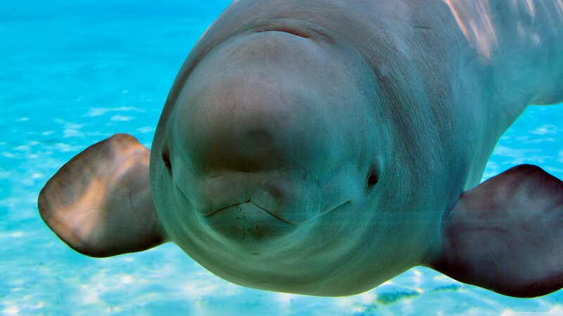 Beluga Whale Underwater — Blue
