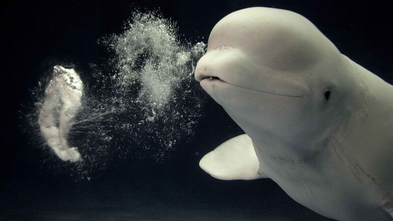 beluga whale underwater bubble