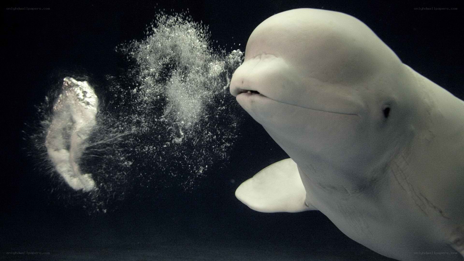 beluga whale underwater bubble