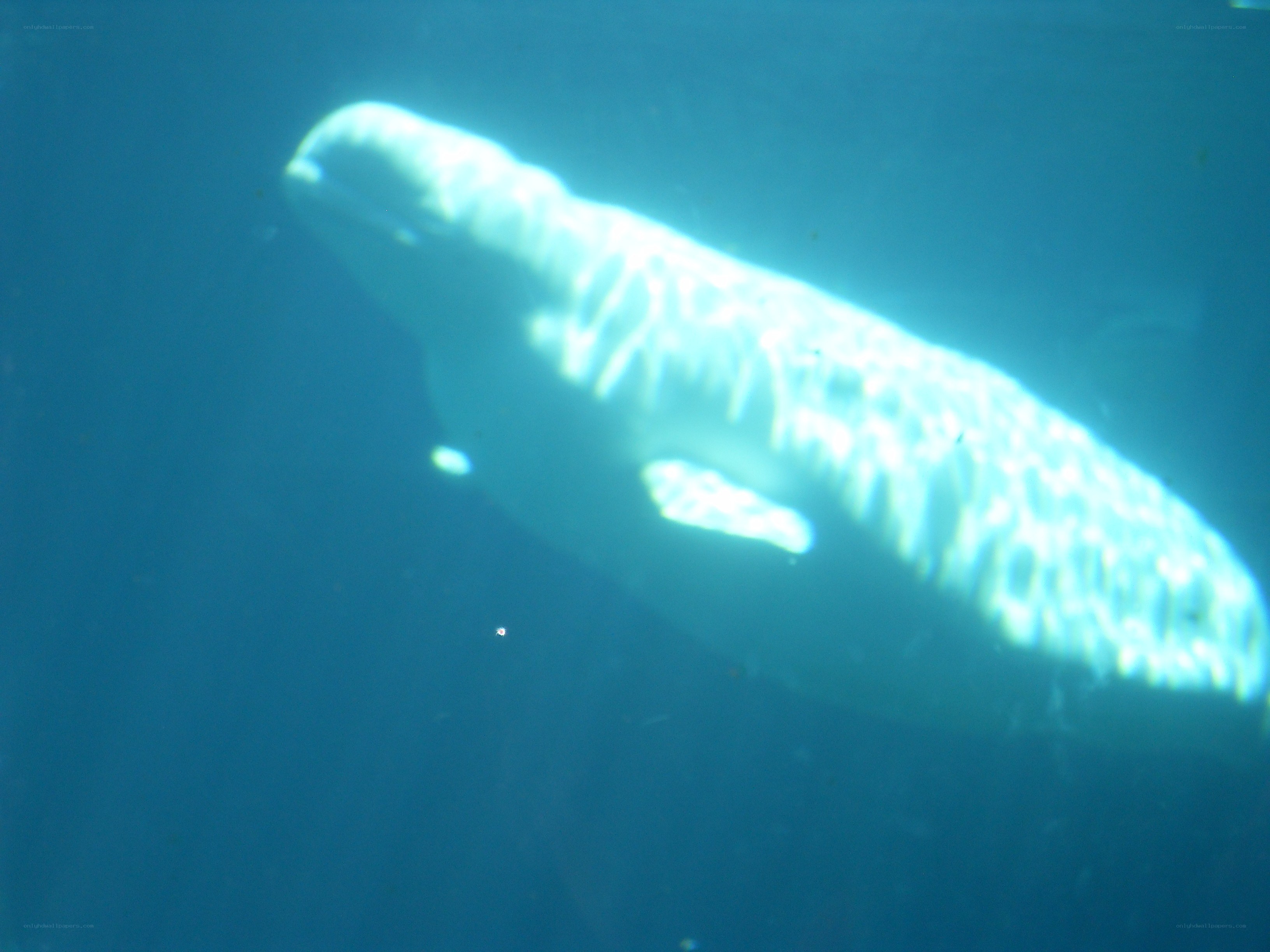 beluga whale underwater