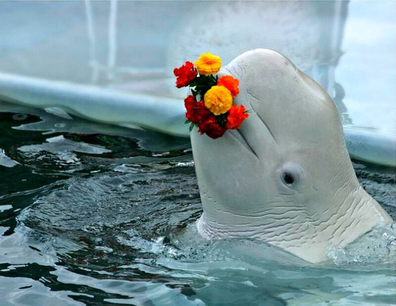 Beluga Whale with Flowers
