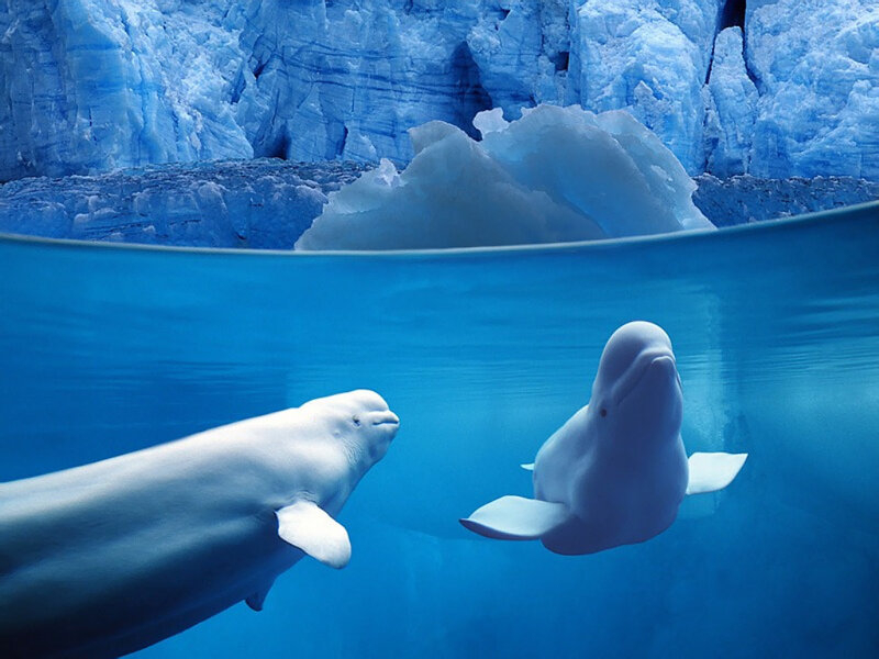 Beluga whales in icy habitat