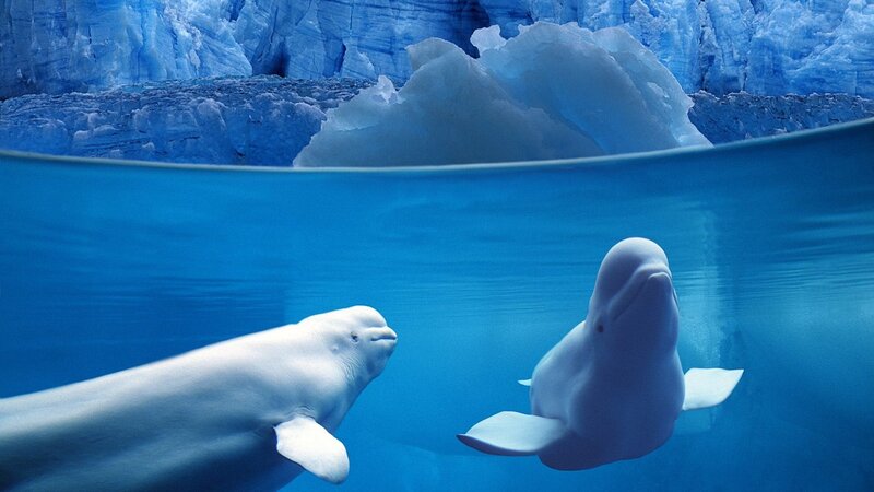 Beluga whales in icy water
