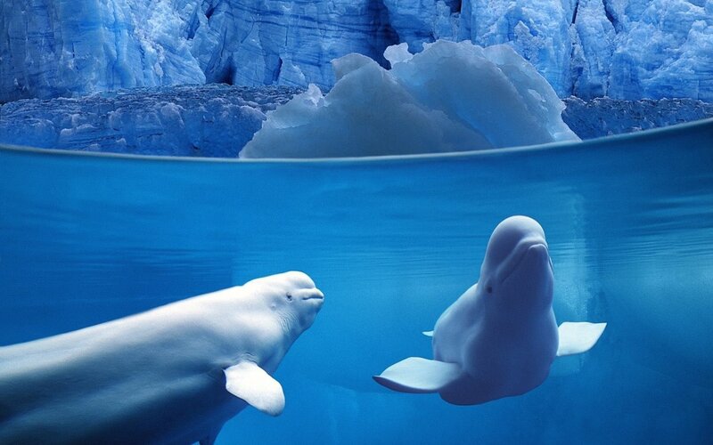 Beluga whales in icy waters