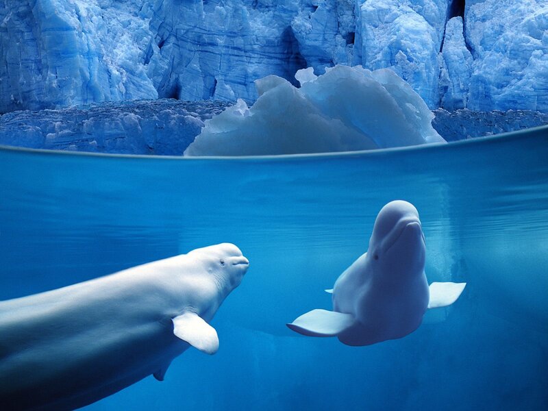 Beluga whales in icy waters