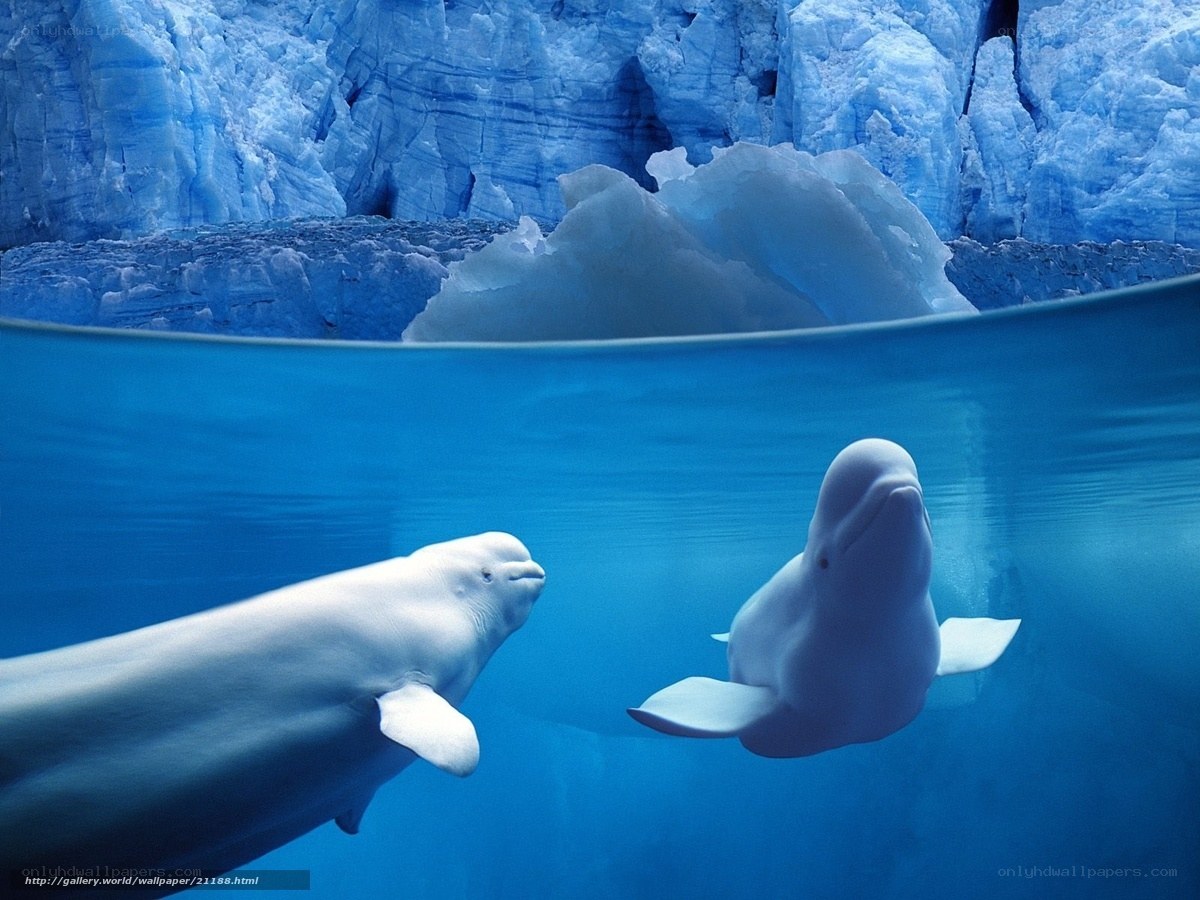 Beluga whales in icy waters