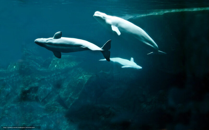 Beluga Whales Swimming — Blue, Serene