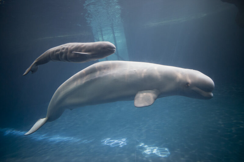 Beluga Whales Swimming — Blue