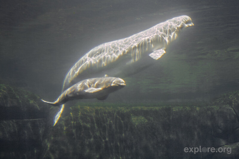 Beluga Whales Swimming — Gray