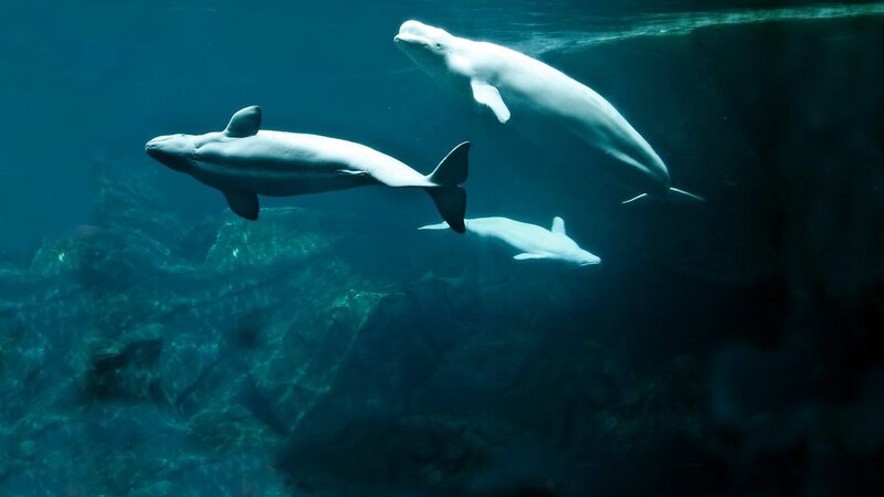 Beluga whales swimming underwater