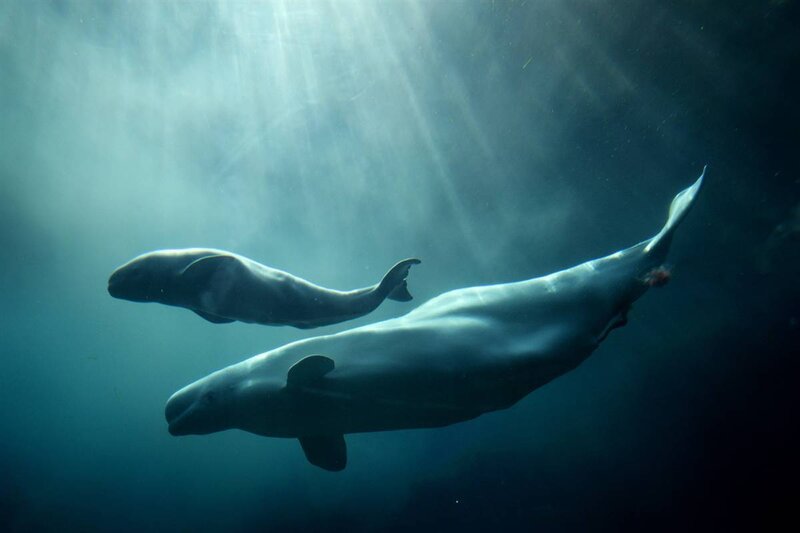 Beluga whales swimming underwater