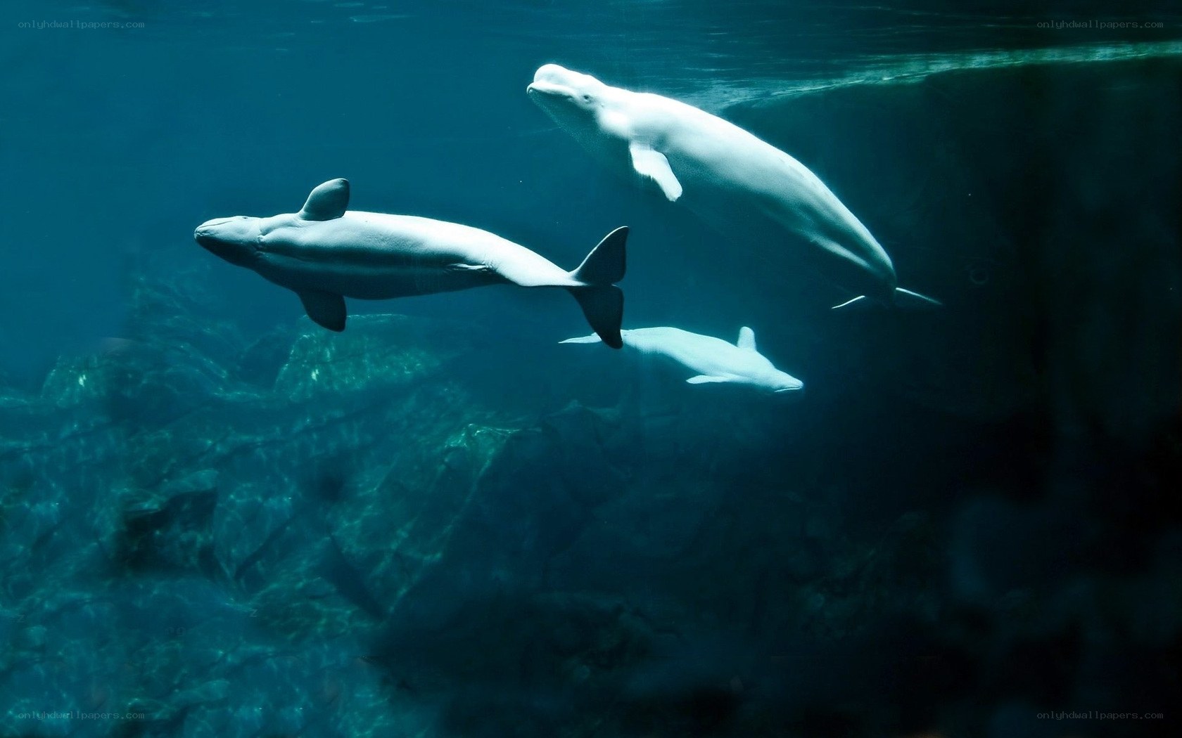 Beluga whales swimming underwater