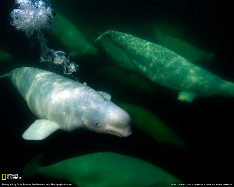 Beluga whales underwater