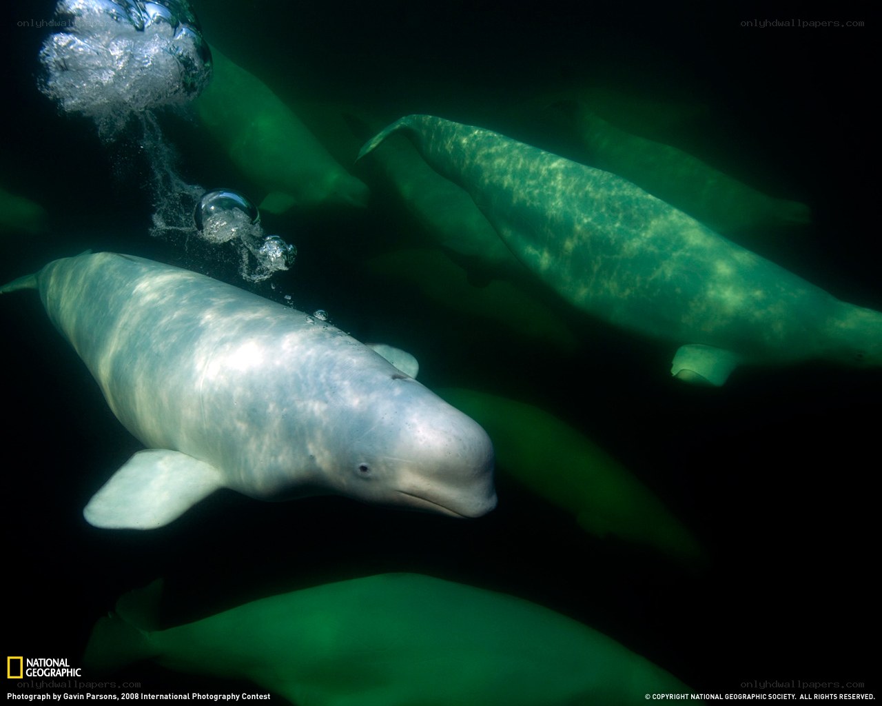 Beluga whales underwater
