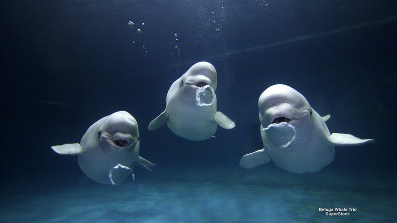 Beluga Whales Underwater — Blue