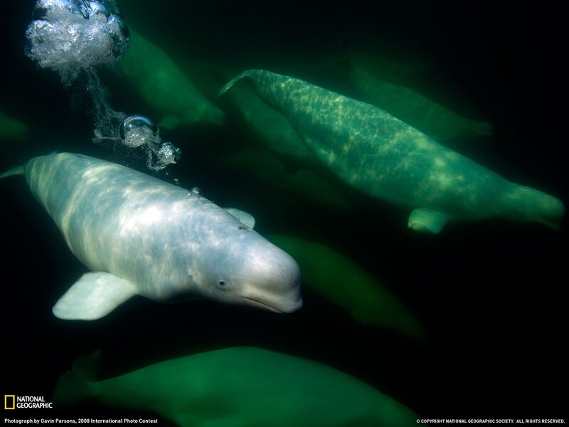 Beluga Whales Underwater — Green
