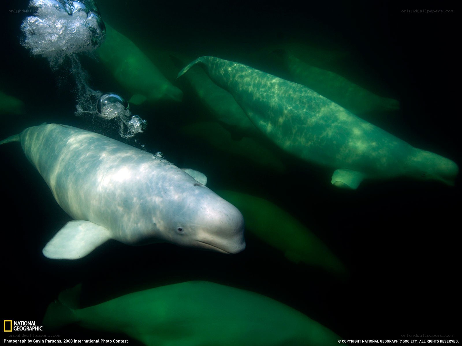 Beluga whales underwater