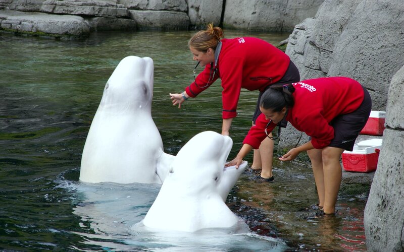 Beluga Whales with Trainers