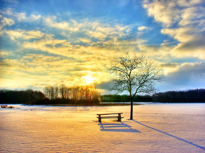 Bench and Tree in Snow — Blue