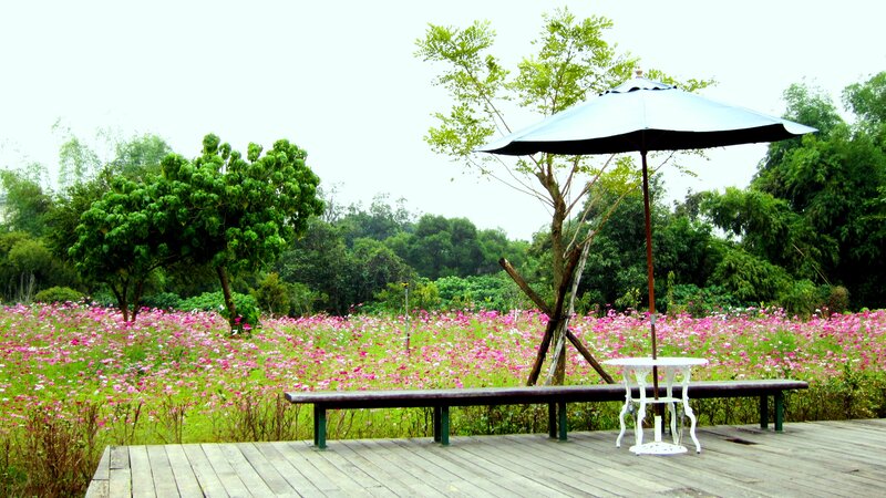 Bench and Umbrella in Field