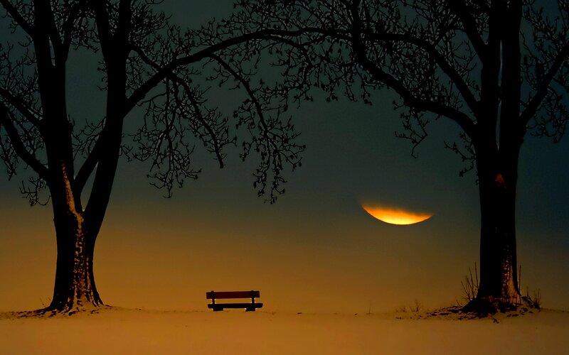 Bench Between Trees — Orange