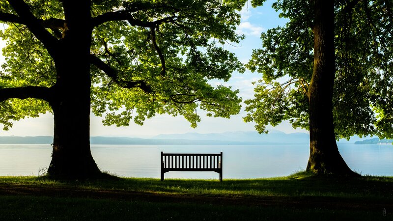 Bench Between Two Trees — Green, Serene, Afternoon