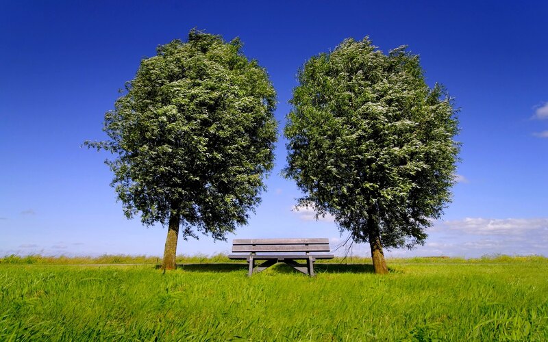 Bench Between Two Trees — Green