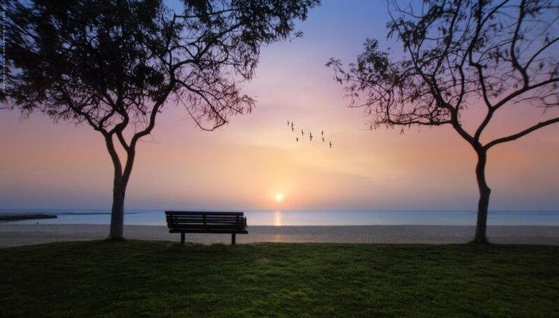Bench Between Two Trees — Purple