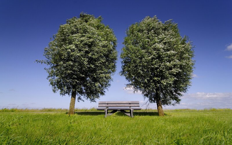 Bench between two trees