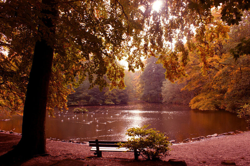Bench by Autumn Pond