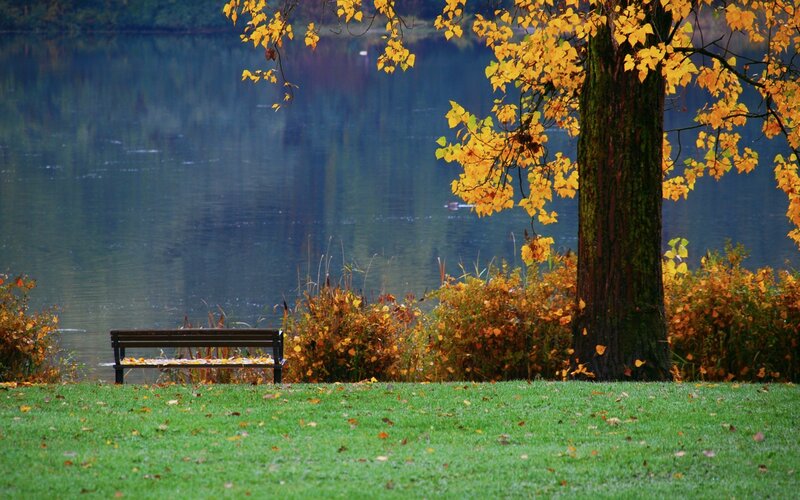 Bench by Lake in Autumn — Green, Serene