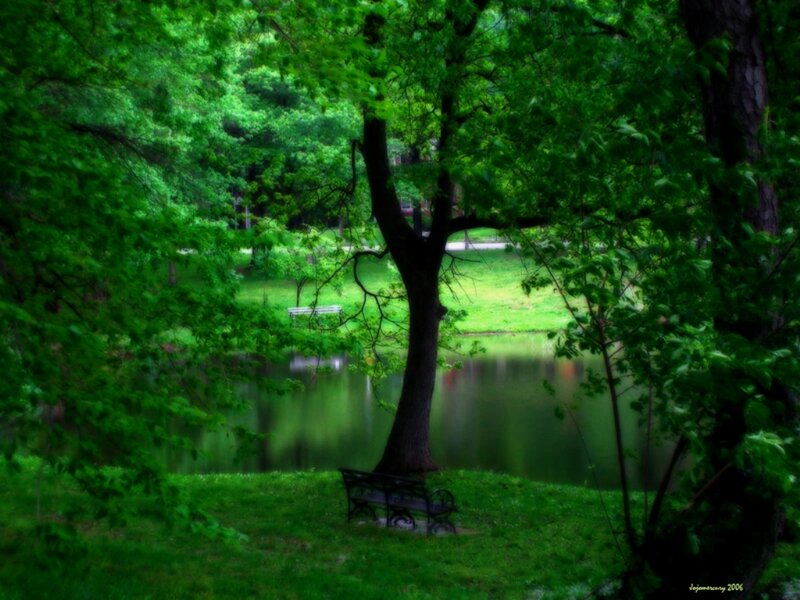 Bench by Pond in Park — Green