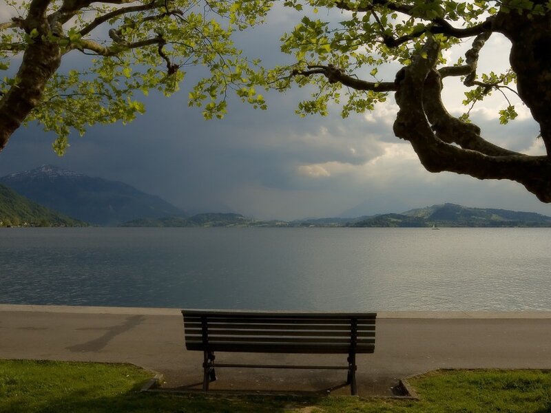 Bench by the lake under tree
