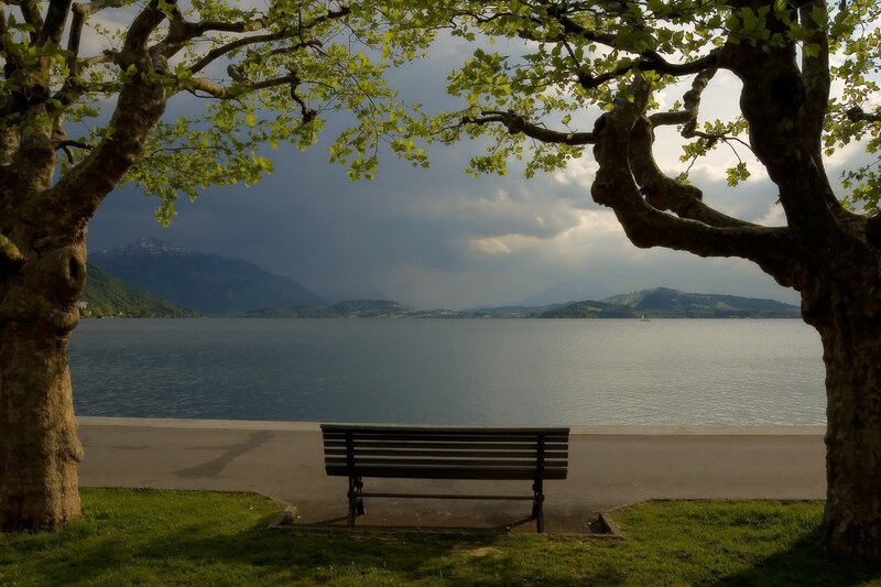 Bench by the lake under trees